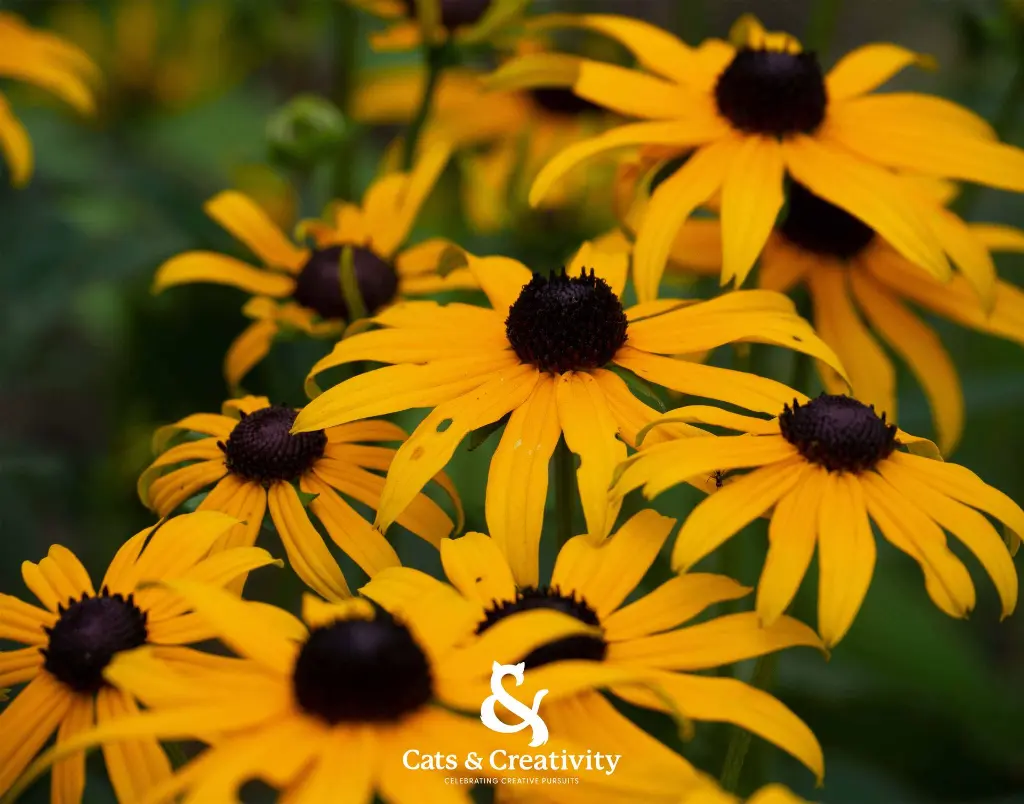 Coneflower 14x11in.webp