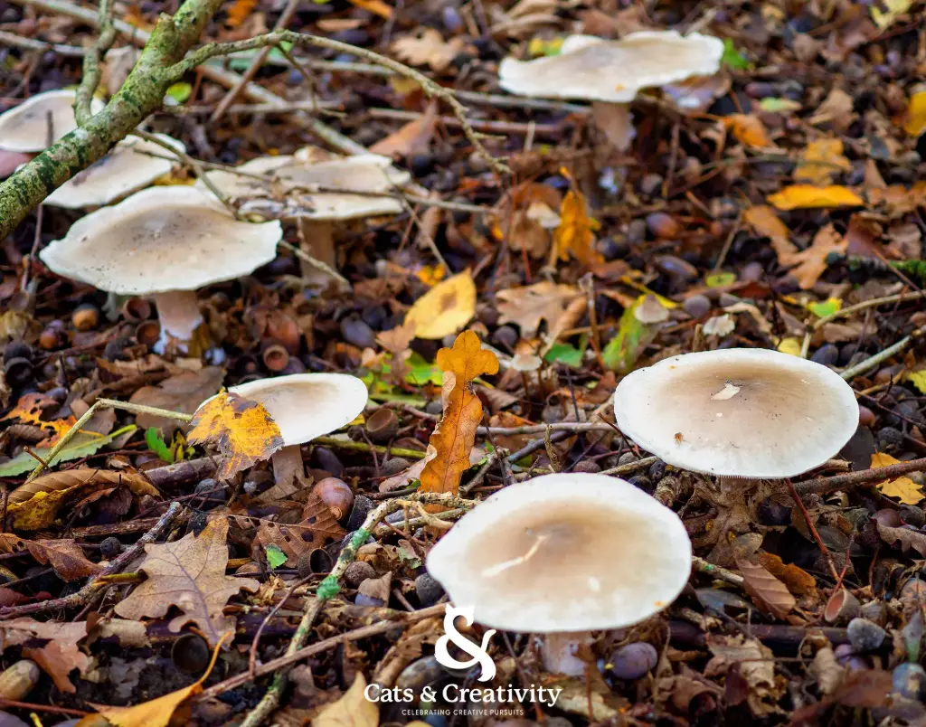[L002] Autumn Fungi
