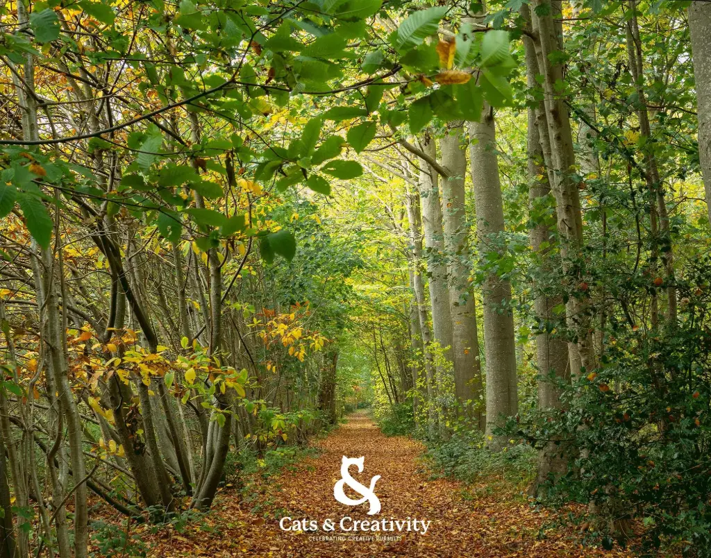 Autumn Forrest Walk 2