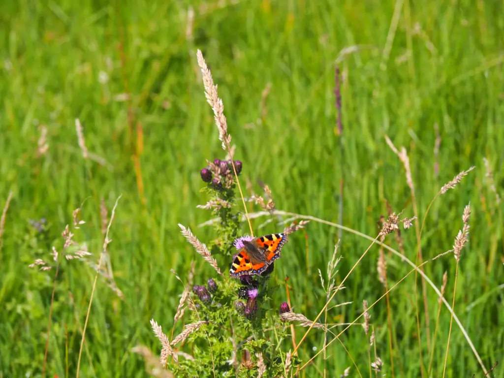 Somerset - Butterfly Meadow 3