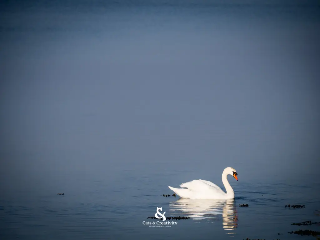 [O012] Fehmarn - The Swan