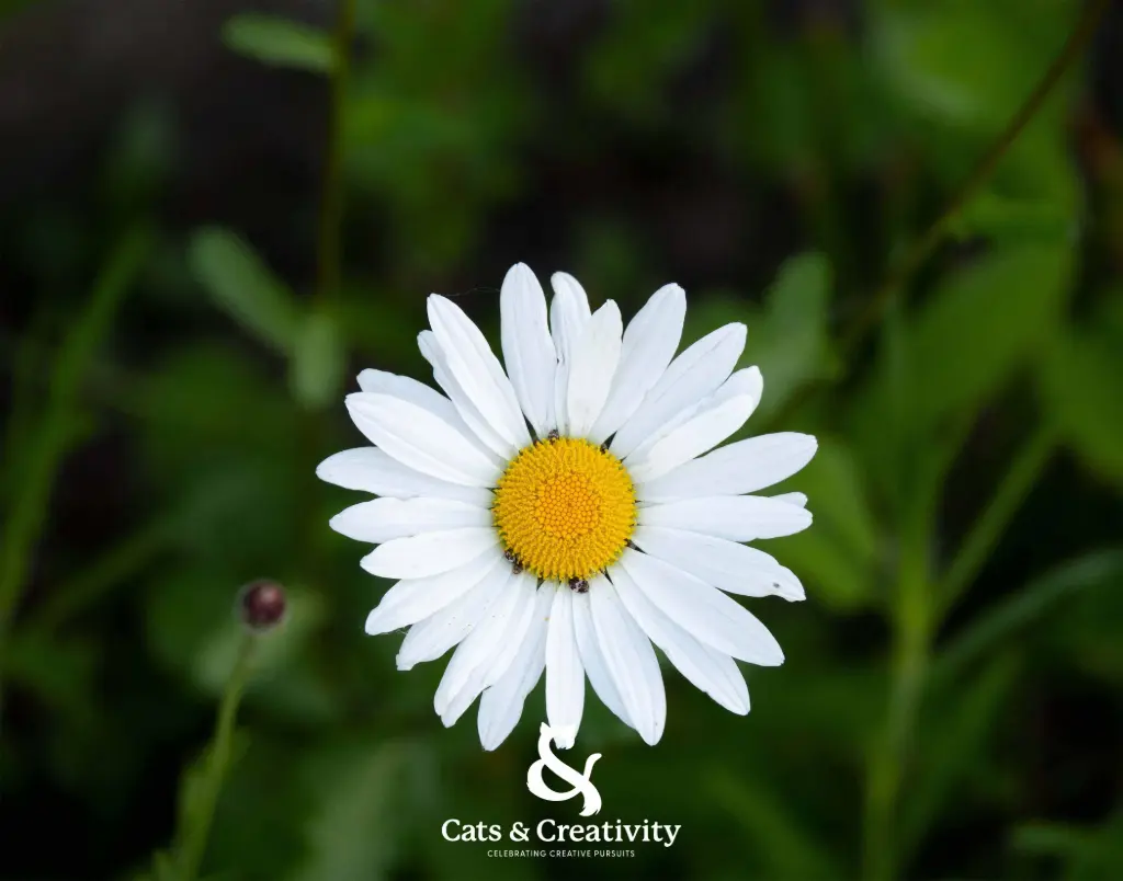[F002] Marguerite