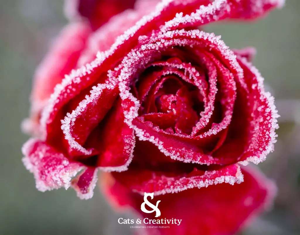 [F003] Frozen Rose