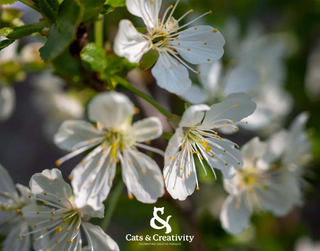 [F004] Apple Blossom