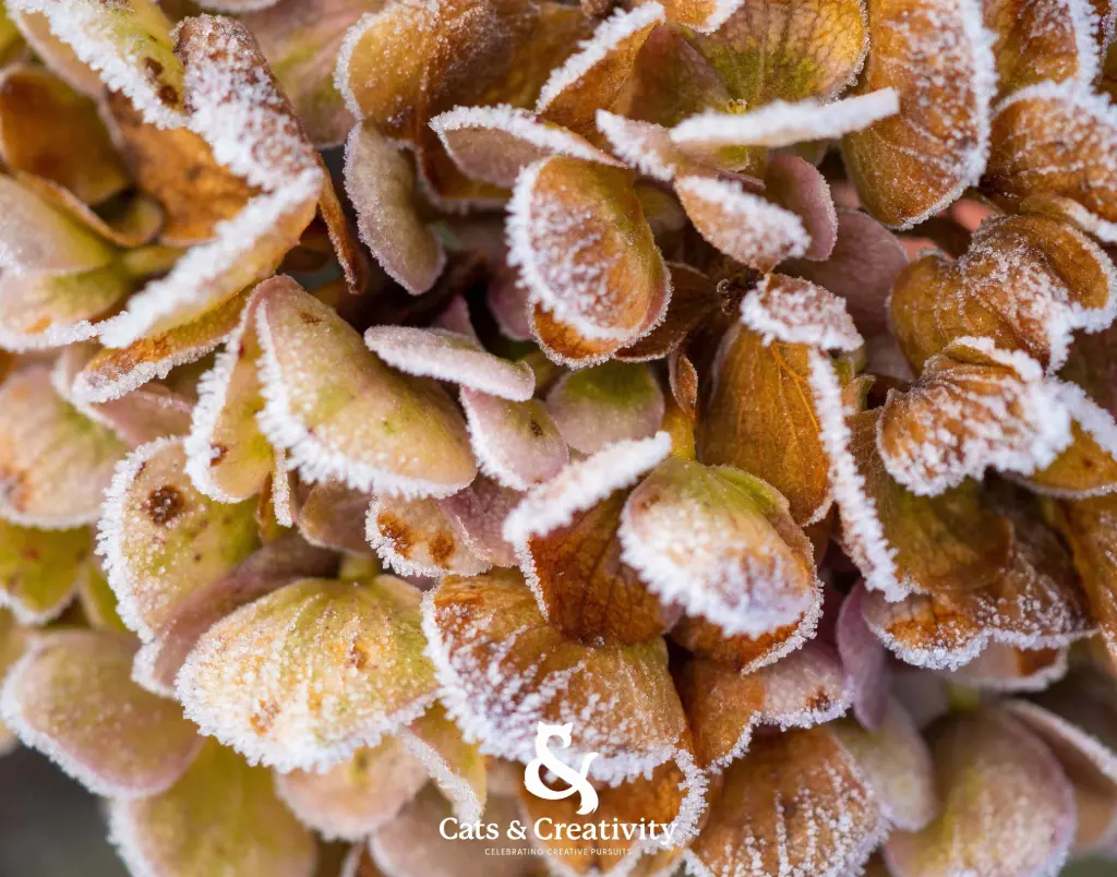 [F006] Hydrangea