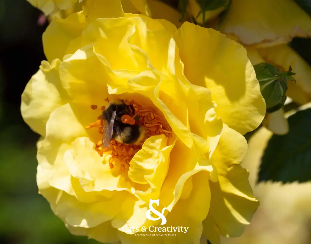 [F014] Yellow Rose and Bumblebee