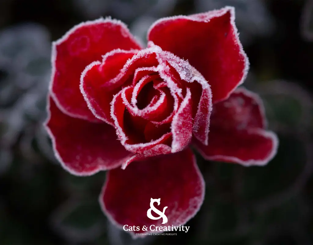 Frozen Red Rose Dark